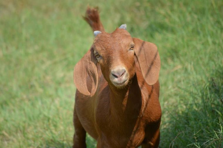 Happy Mama Goat
